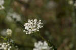 Littleleaf buckbrush